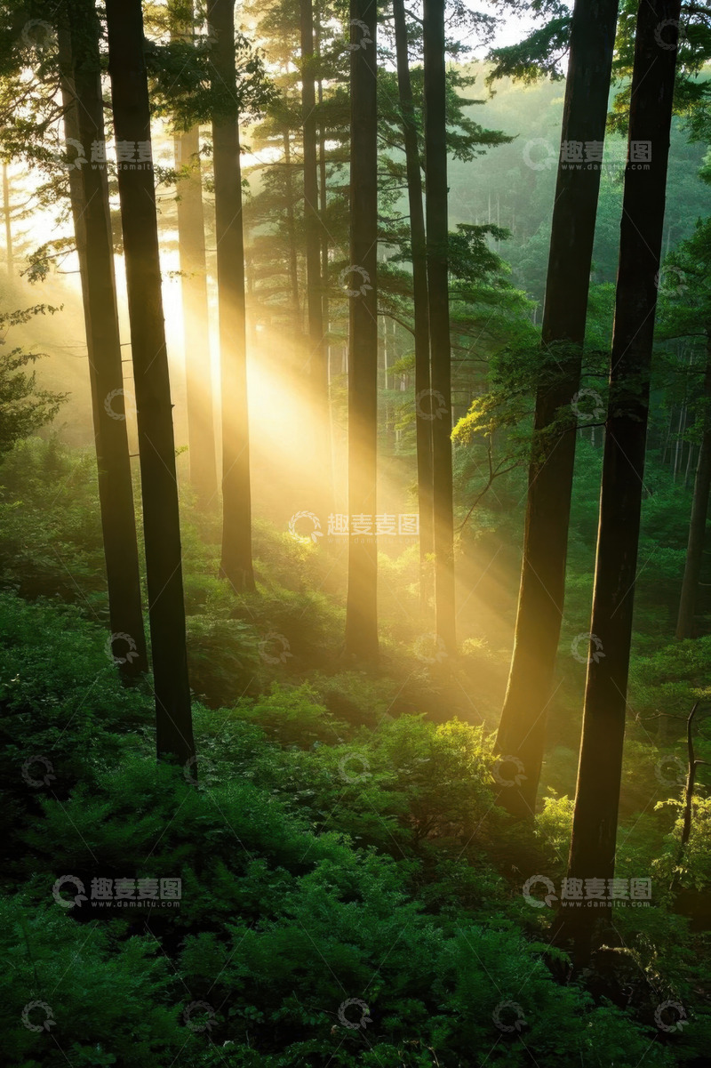 高清大图下载【趣麦麦图】阳光穿透森林景象