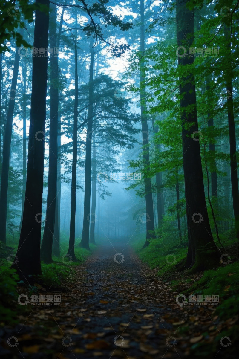 高清大图下载【趣麦麦图】林间雾霭弥漫的幽静小道