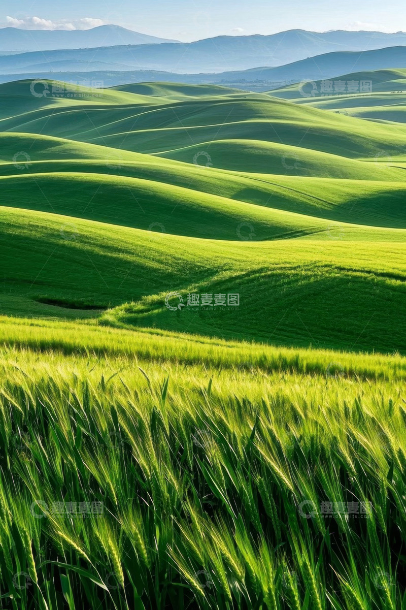 高清大图下载【趣麦麦图】绿色起伏麦田地自然风光