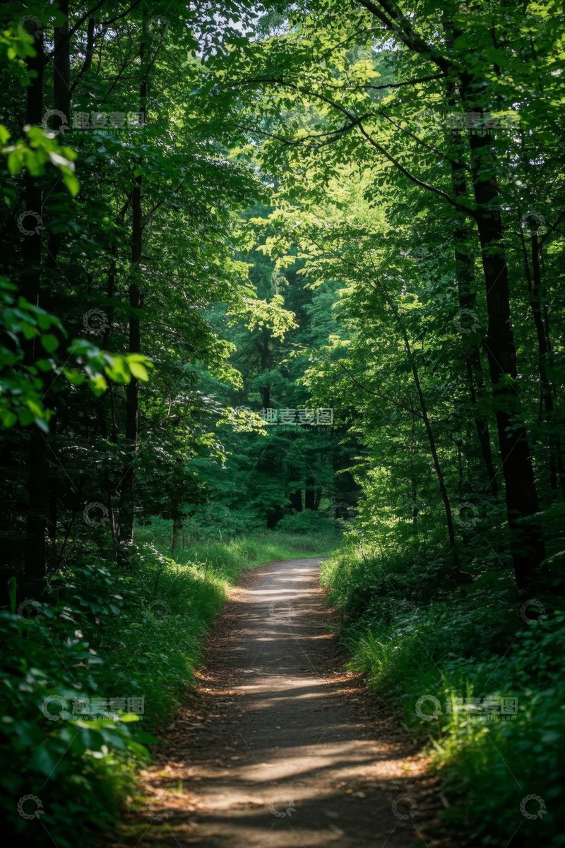 高清大图下载【趣麦麦图】林间小径自然风光