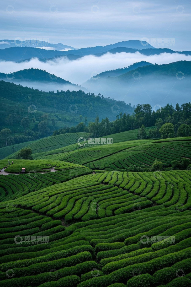 高清大图下载【趣麦麦图】云雾缭绕的绿色茶园风景