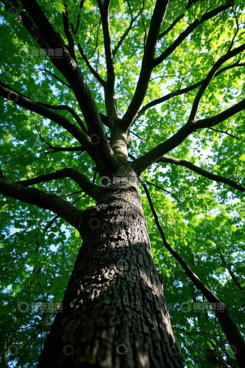 高清大图下载【趣麦麦图】仰视视角下的繁茂大树