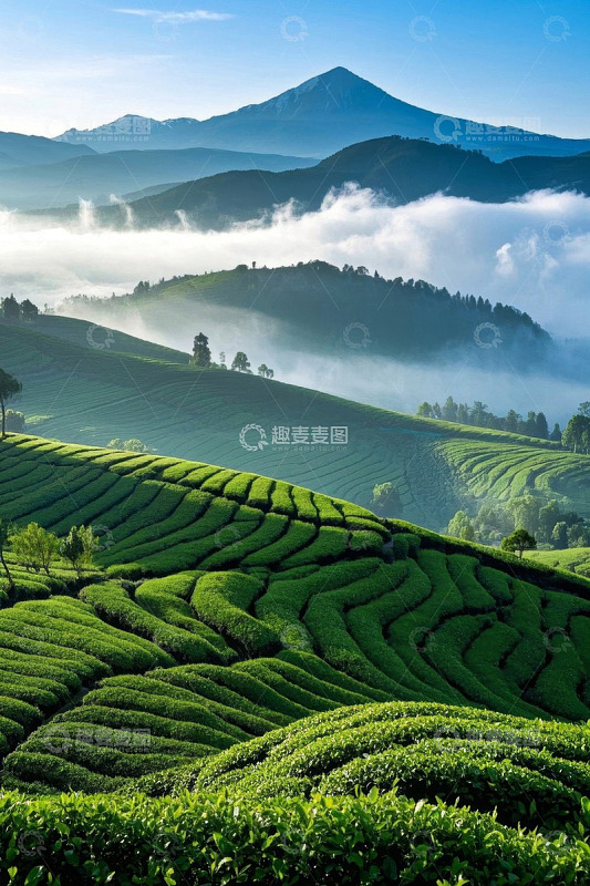 山间茶园风景