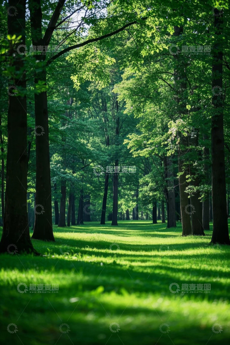高清大图下载【趣麦麦图】阳光照耀下的森林绿色景观