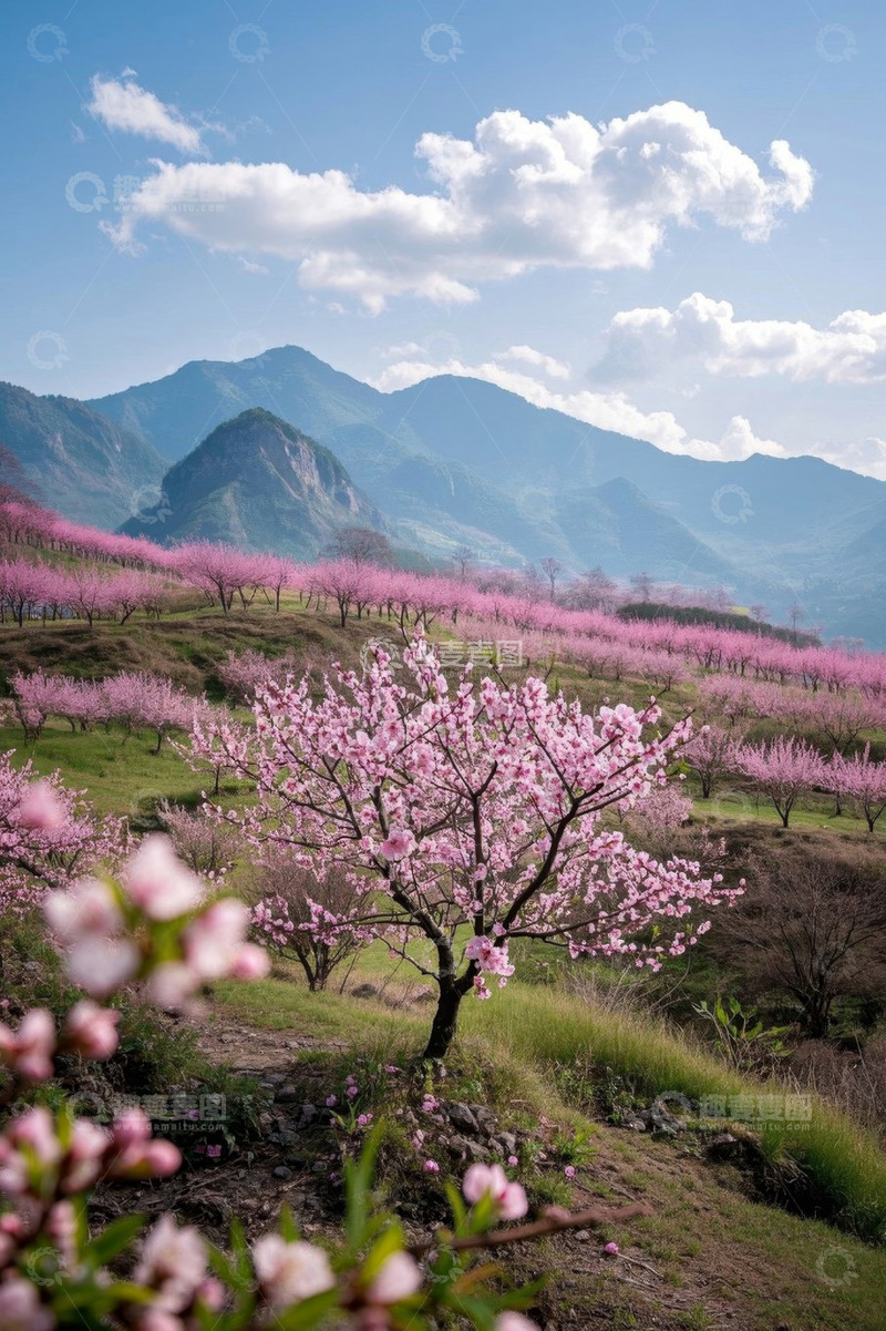 高清大图下载【趣麦麦图】山间盛开的粉色桃林美景