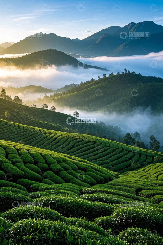 山间云雾缭绕的茶园风光
