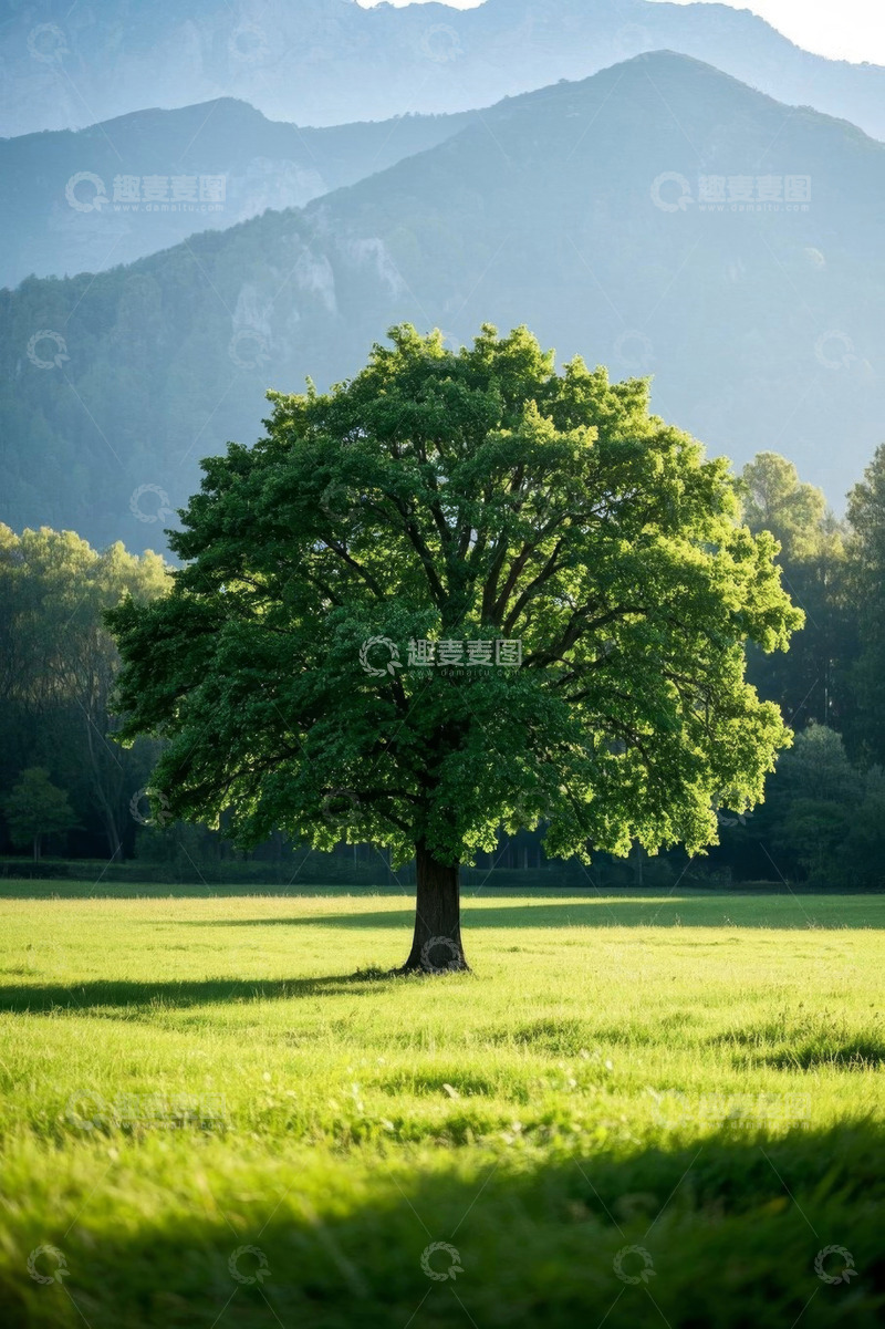 高清大图下载【趣麦麦图】田野中一棵独立的绿树