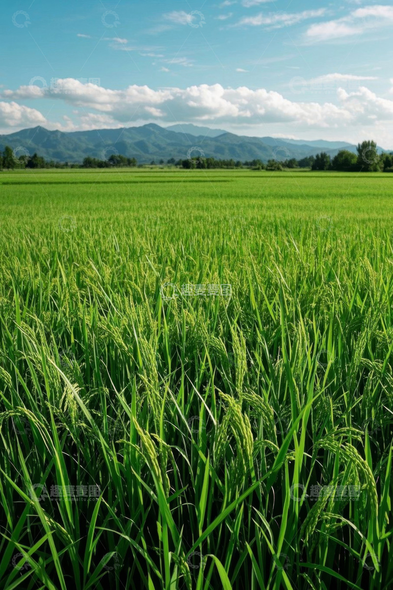 高清大图下载【趣麦麦图】广袤绿色稻田与远山景观
