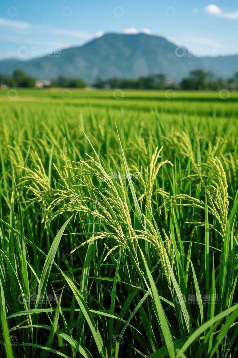 高清大图下载【趣麦麦图】绿色稻田与远山风景