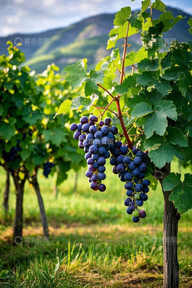 高清大图下载【趣麦麦图】葡萄藤上成熟的紫葡萄