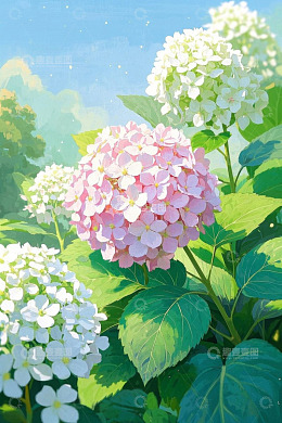 盛开的绣球花自然风光