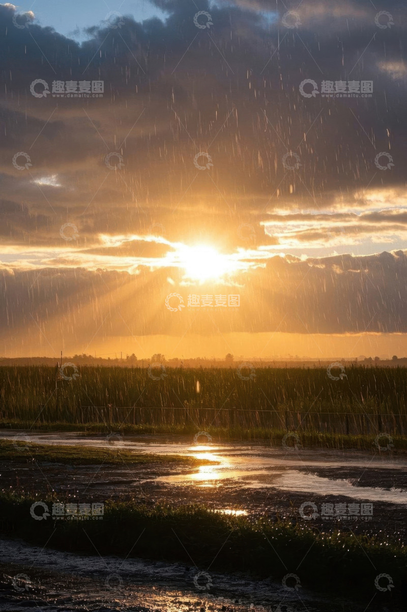 高清大图下载【趣麦麦图】夕阳下田野中雨景风光