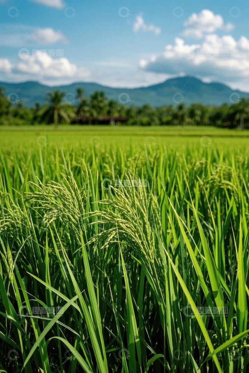 高清大图下载【趣麦麦图】田野中茂盛的绿色水稻
