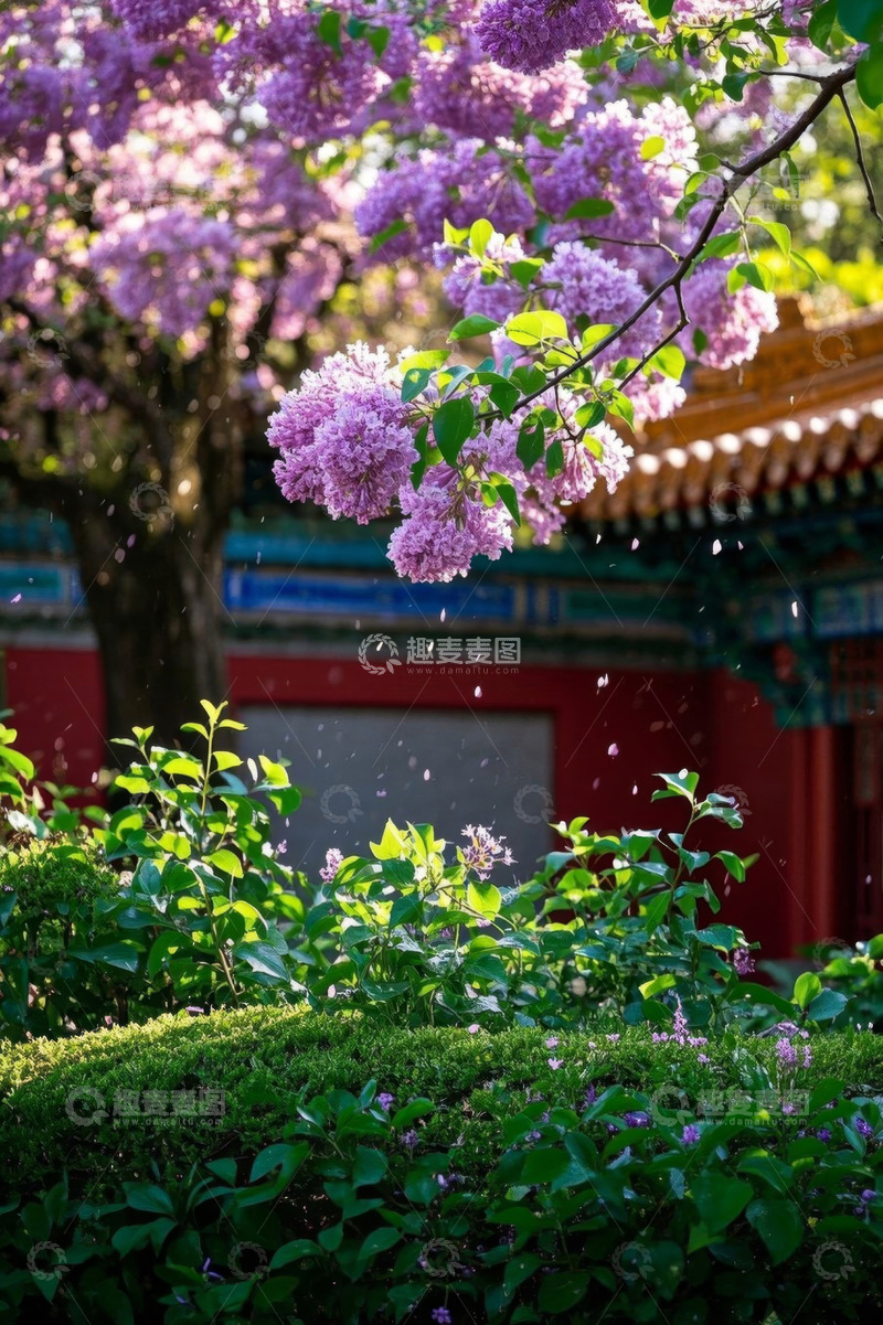 高清大图下载【趣麦麦图】古建筑前盛开的紫色花卉
