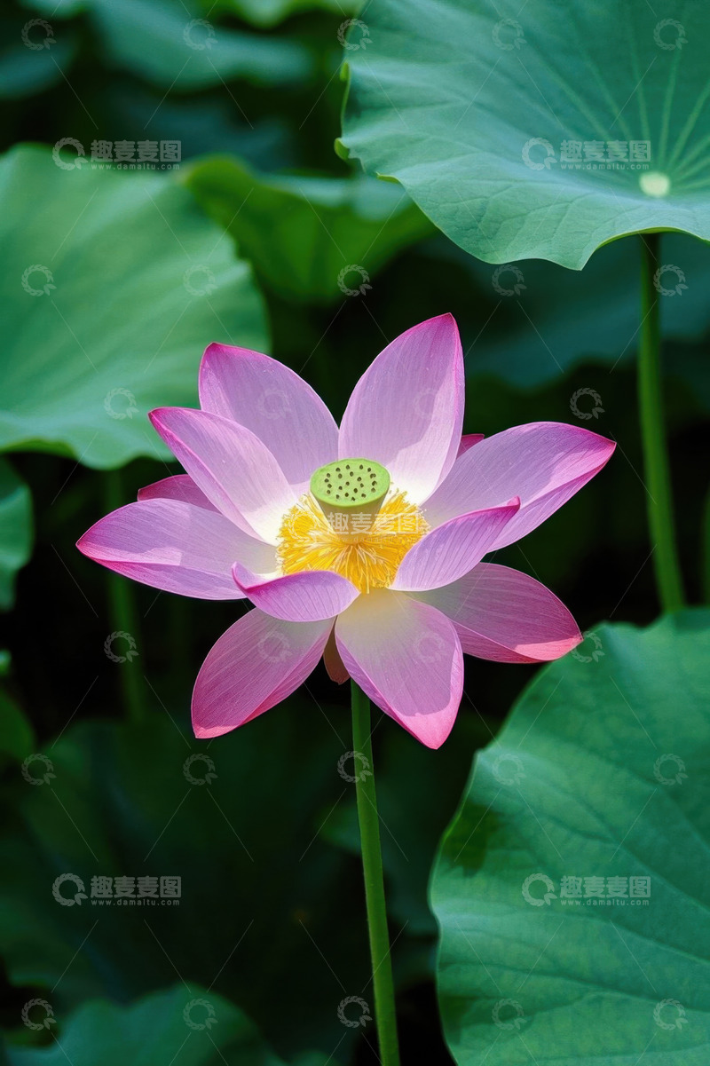 高清大图下载【趣麦麦图】盛开的粉色荷花与荷叶