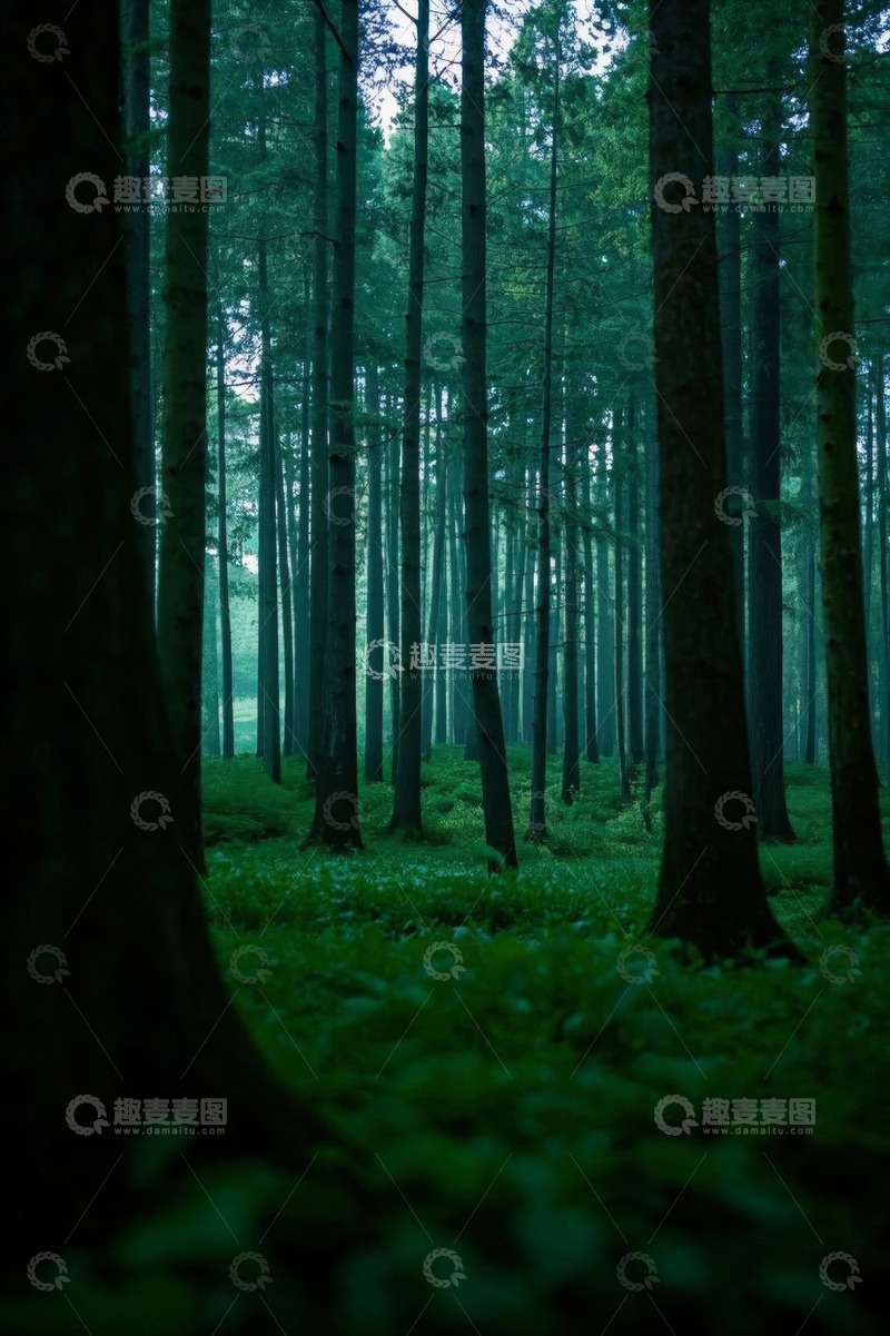 高清大图下载【趣麦麦图】茂密森林中的树木绿植景象