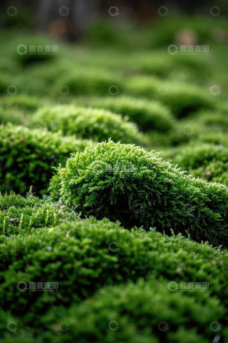 高清大图下载【趣麦麦图】微距绿色苔藓特写