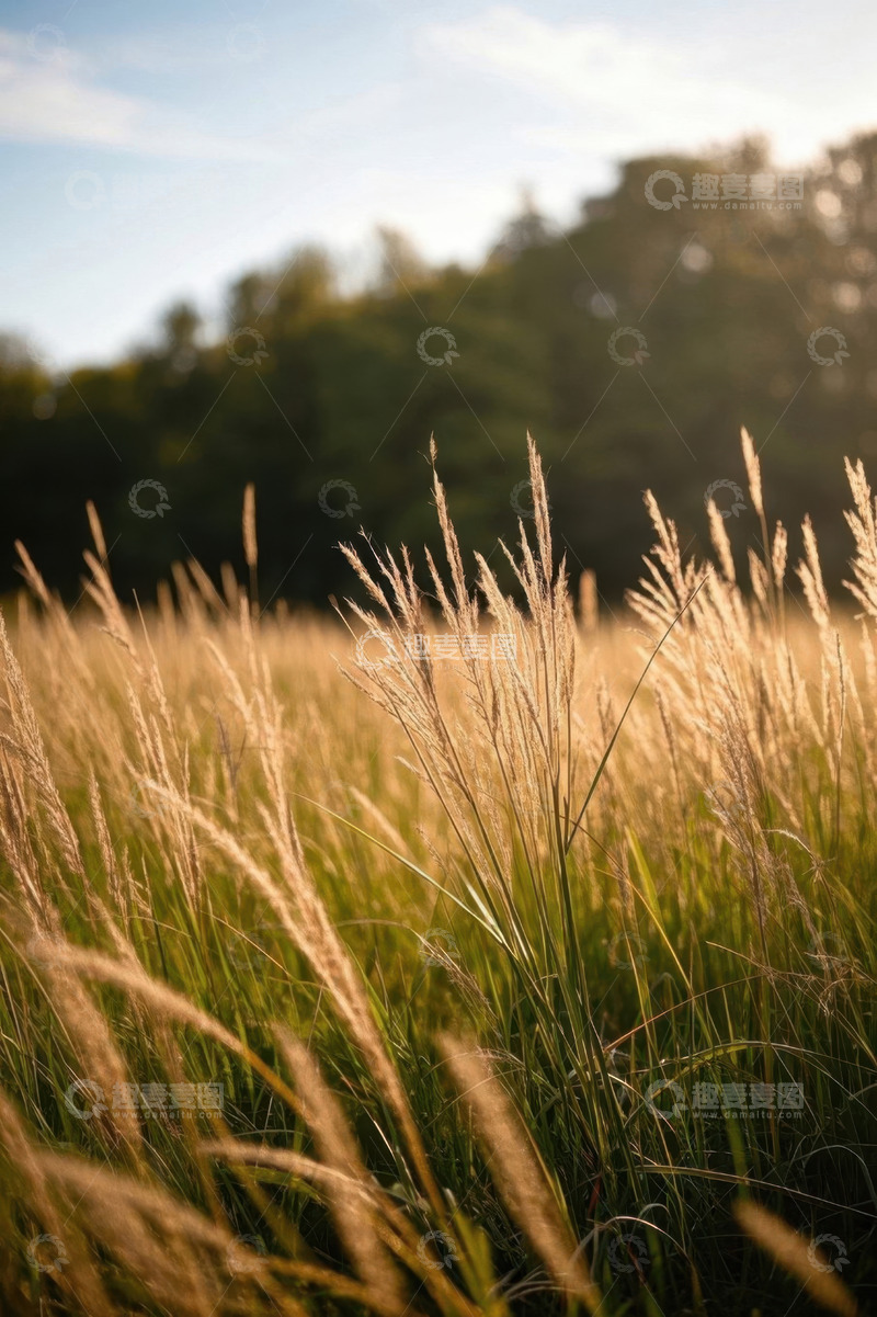 高清大图下载【趣麦麦图】户外阳光下的野草景观