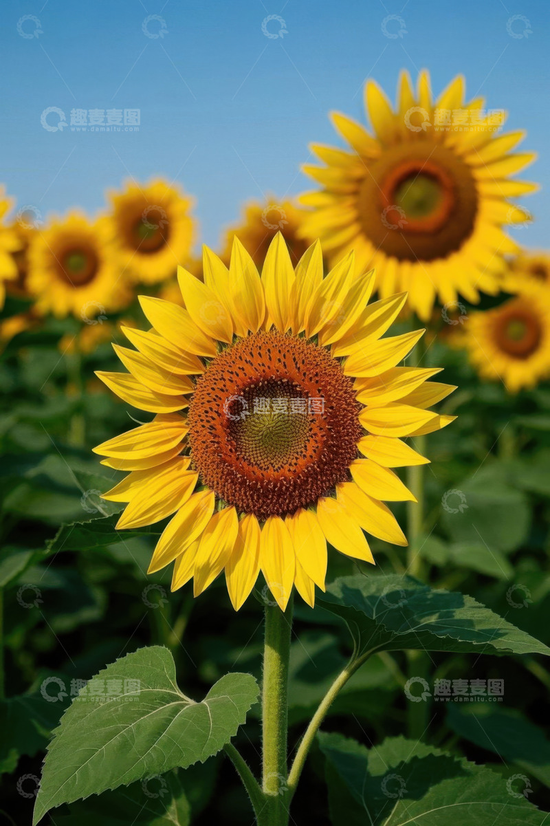 高清大图下载【趣麦麦图】向日葵花田特写