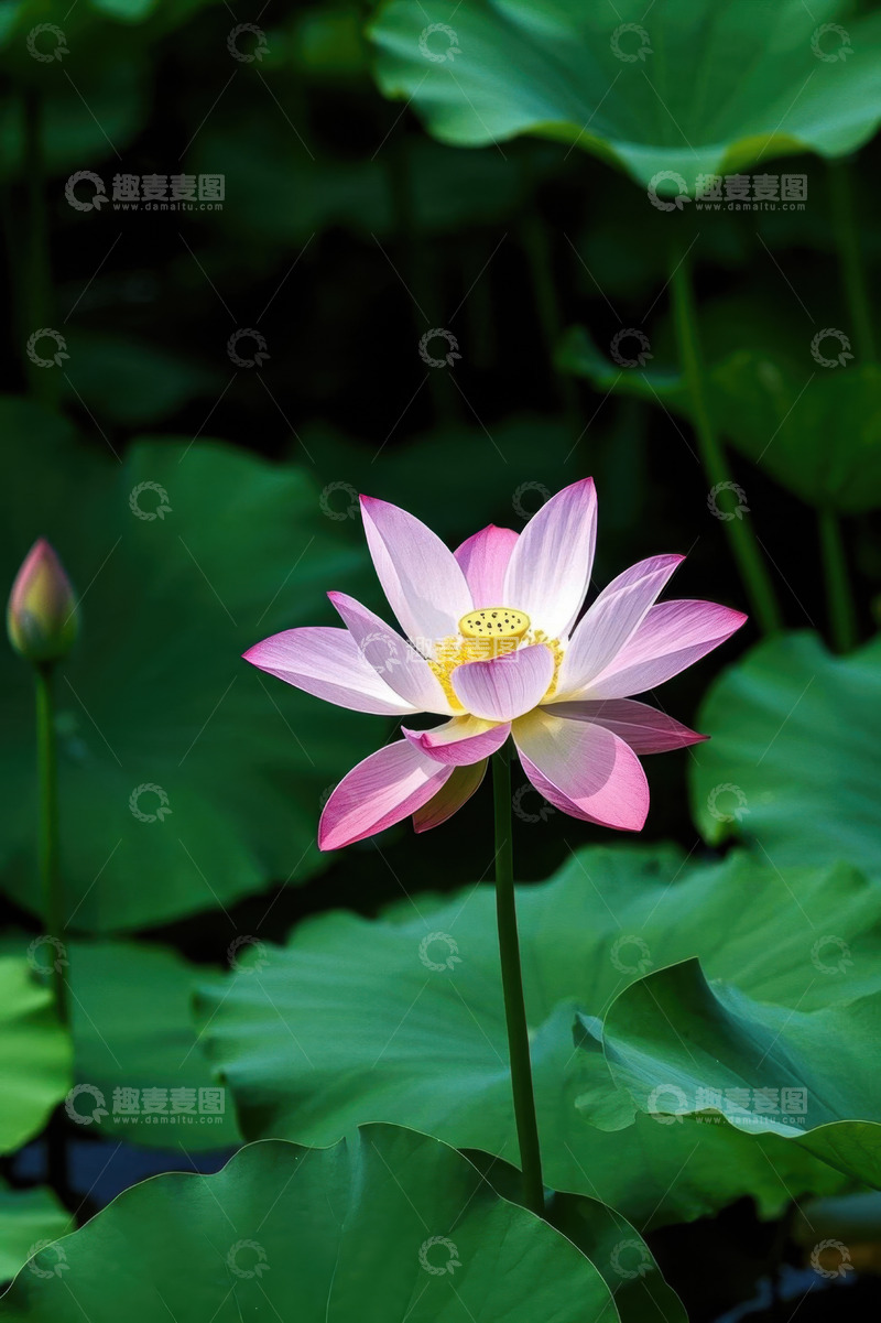 高清大图下载【趣麦麦图】盛开的粉色荷花与荷叶