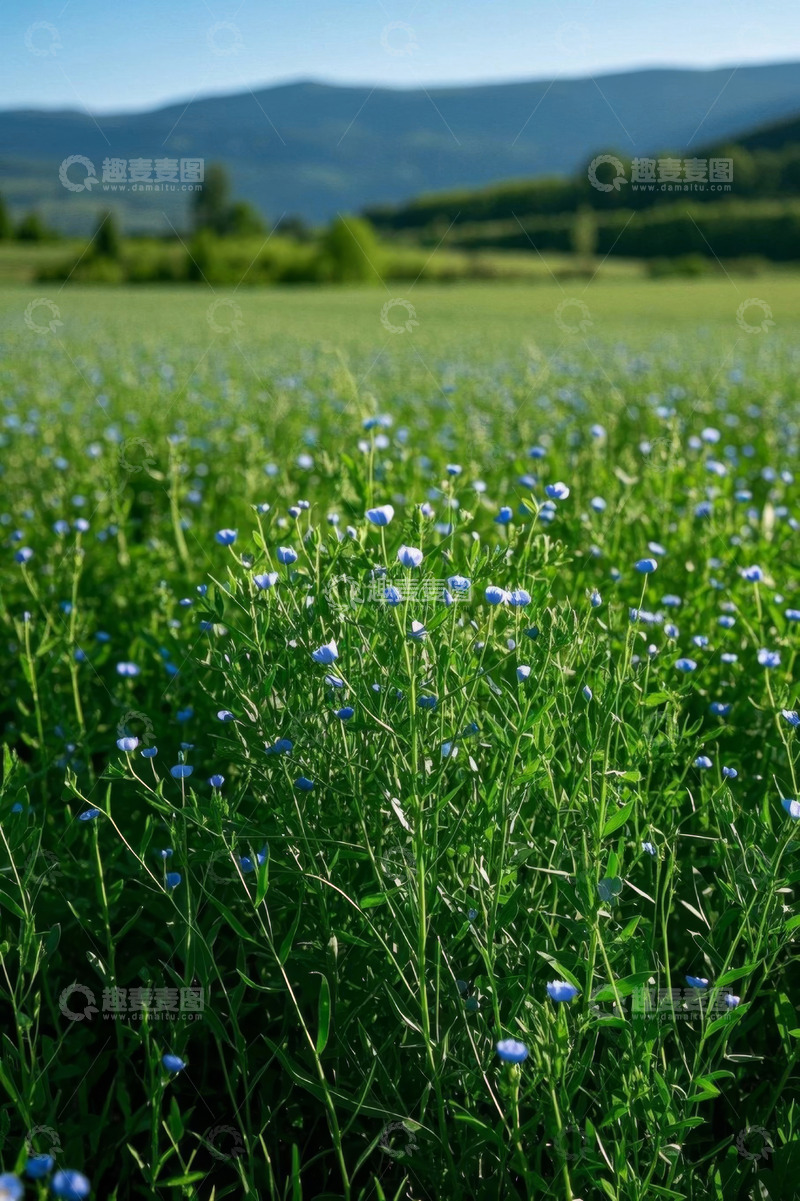 高清大图下载【趣麦麦图】户外蓝花田野自然风光