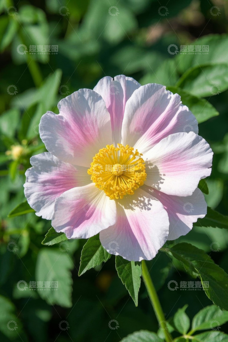 高清大图下载【趣麦麦图】特写粉色花瓣黄色花蕊花朵