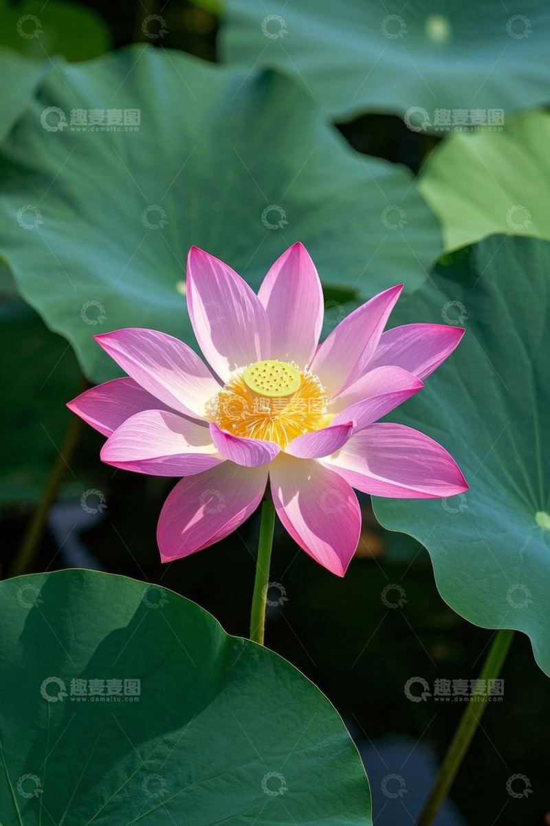 高清大图下载【趣麦麦图】盛开的粉色荷花与荷叶