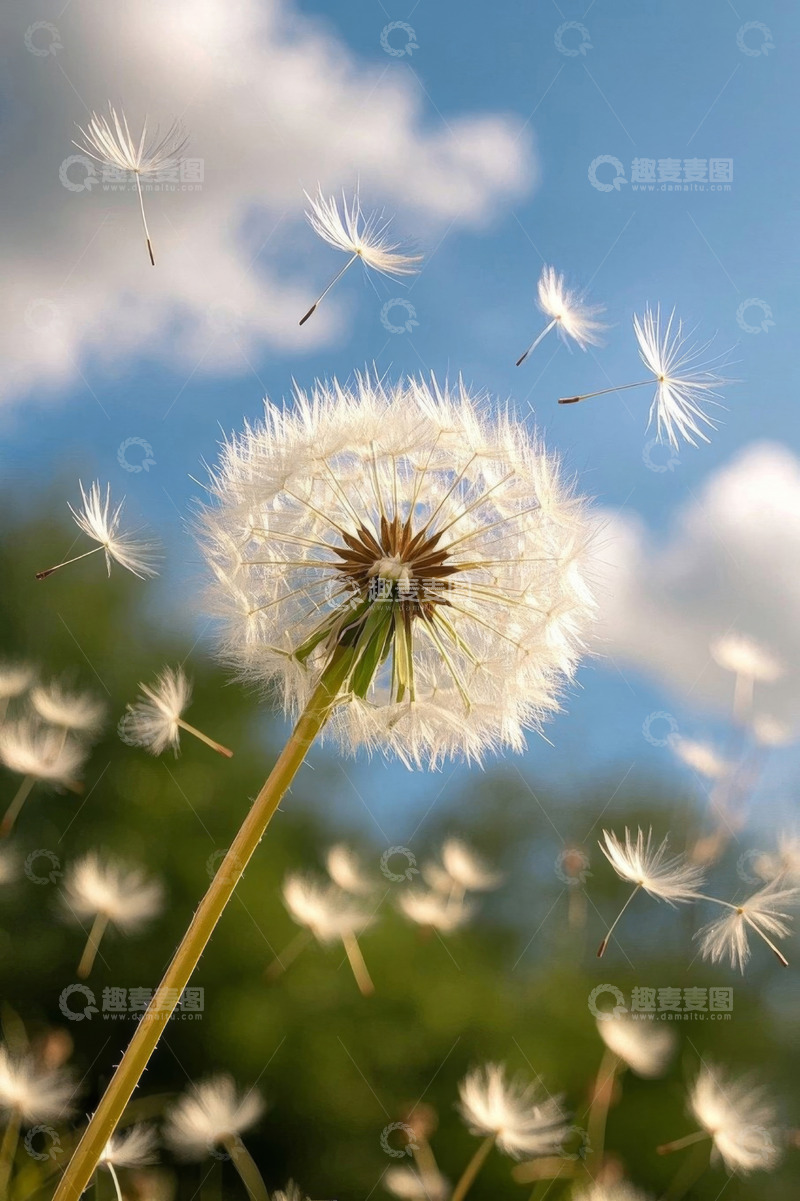 高清大图下载【趣麦麦图】蒲公英种子在蓝天背景下飘散