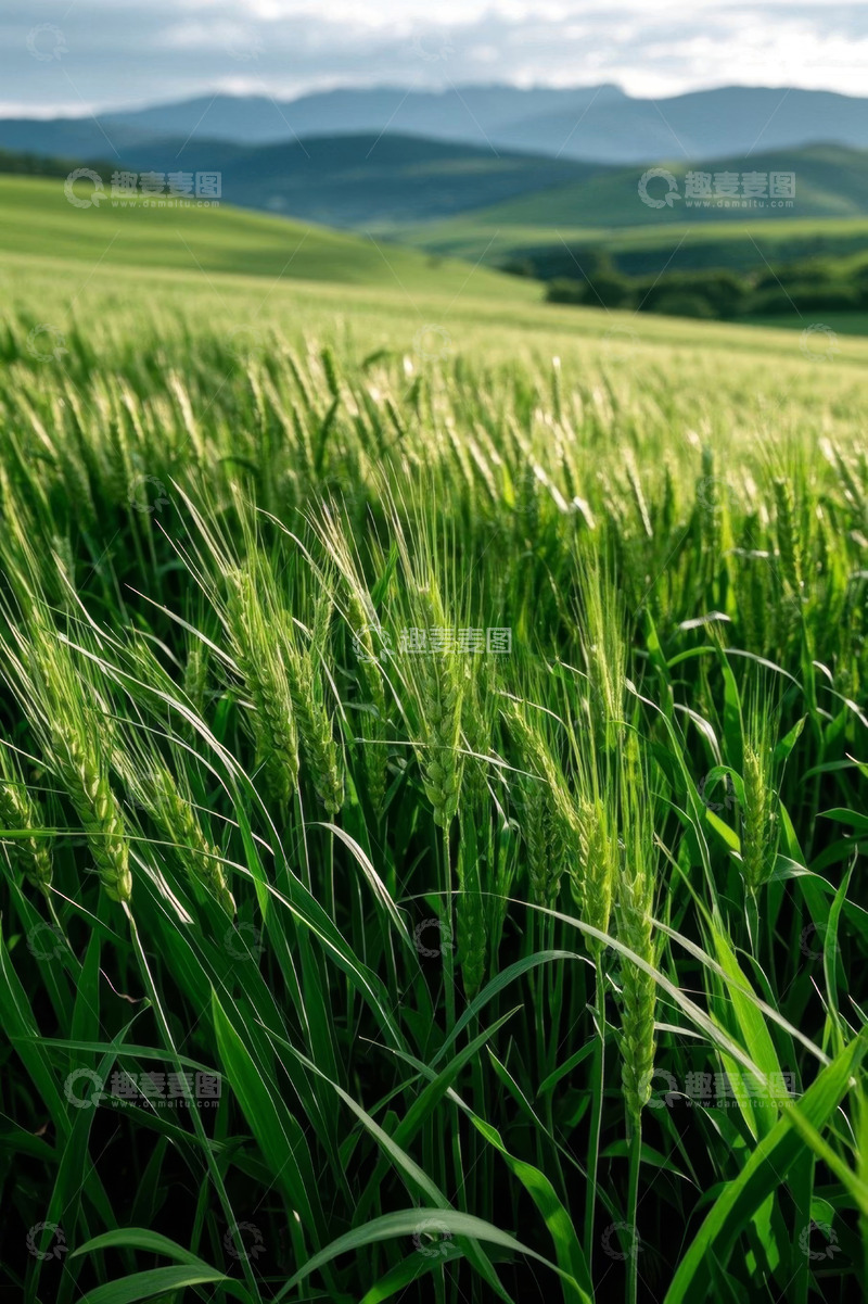 高清大图下载【趣麦麦图】绿色麦田与远山风景