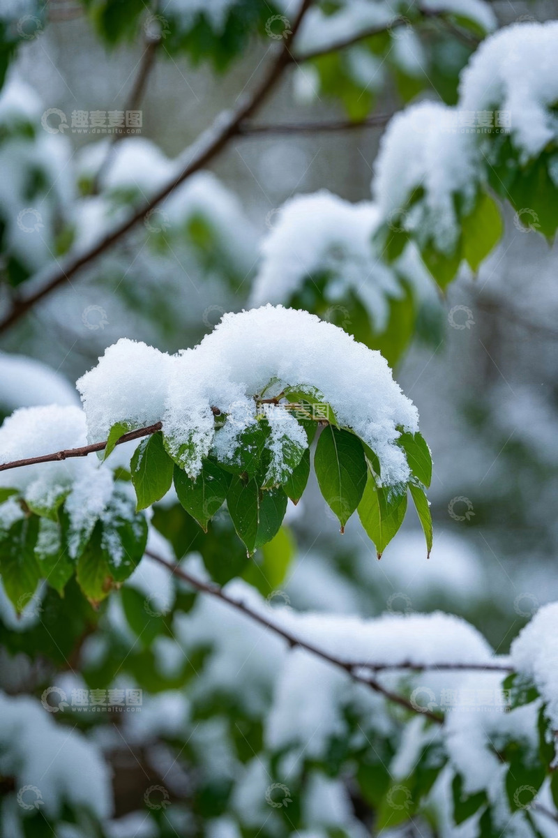 高清大图下载【趣麦麦图】覆雪绿叶自然景象