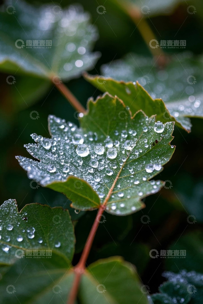 高清大图下载【趣麦麦图】带露水的绿色植物叶子