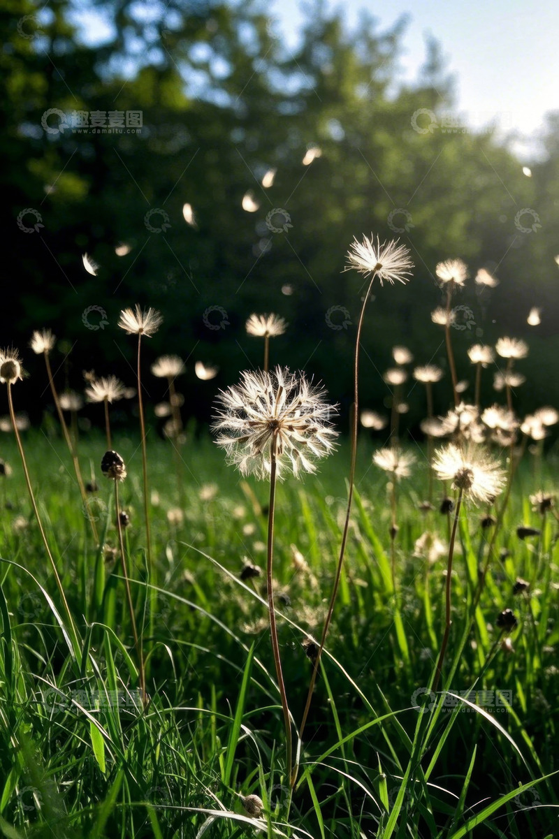 高清大图下载【趣麦麦图】阳光下草地盛开的蒲公英