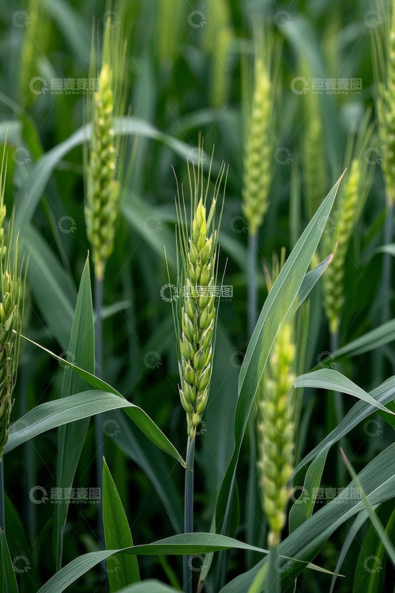 高清大图下载【趣麦麦图】生长中的小麦特写画面