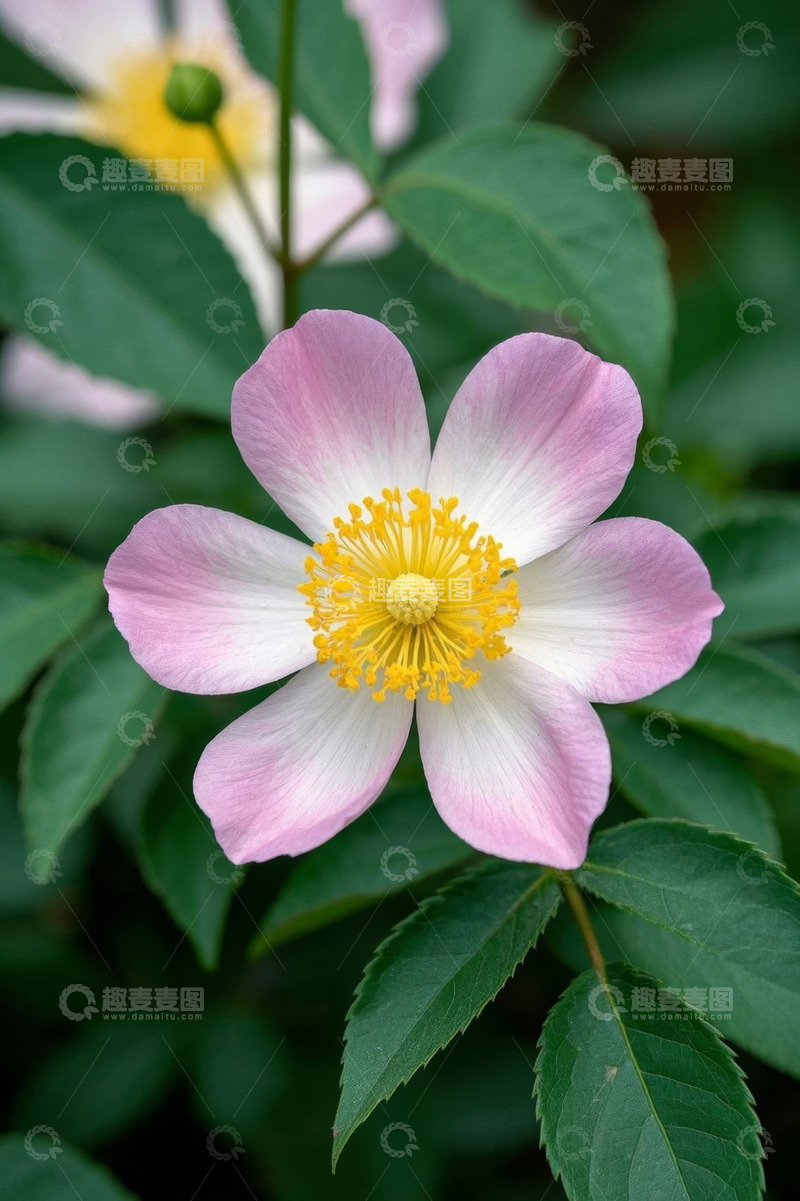 高清大图下载【趣麦麦图】特写粉色花瓣黄色花蕊花卉