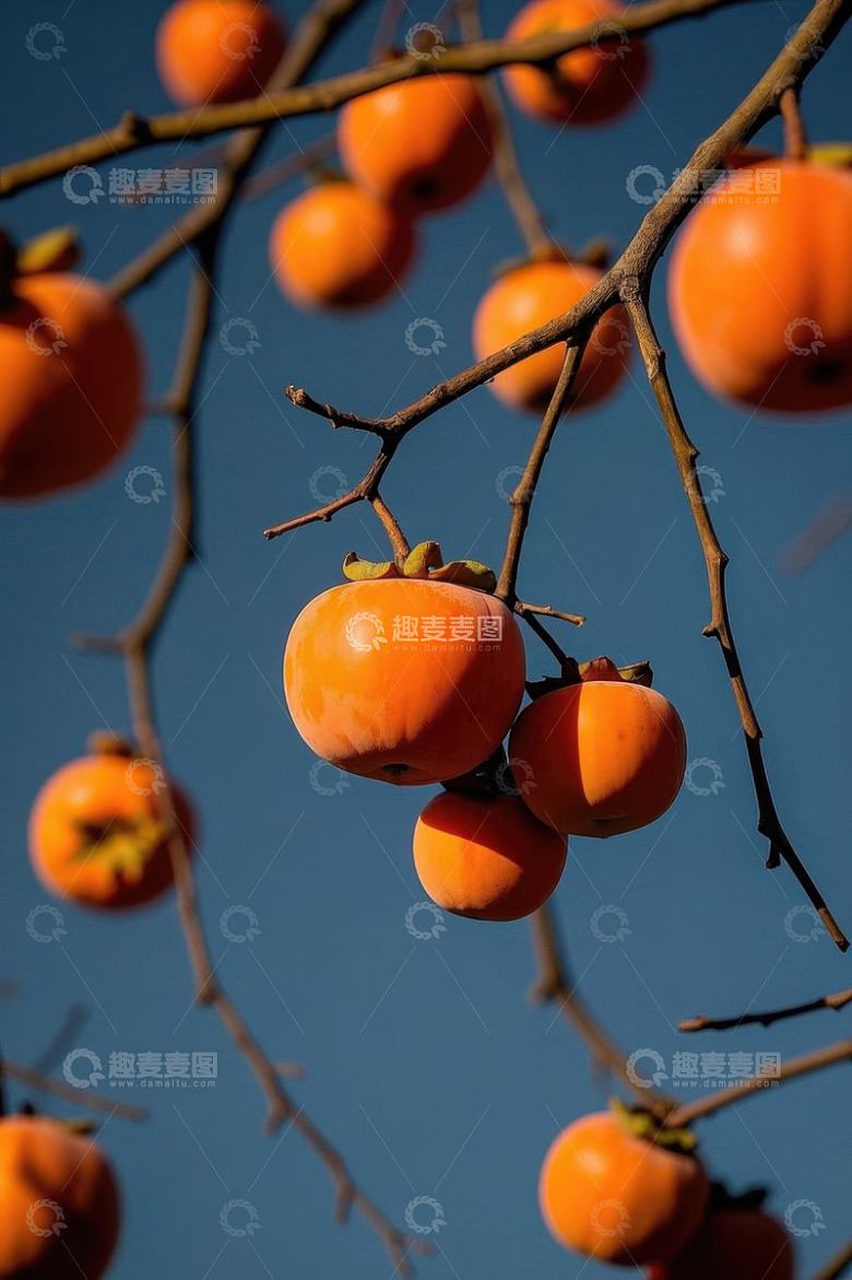 枝头成熟柿子特写