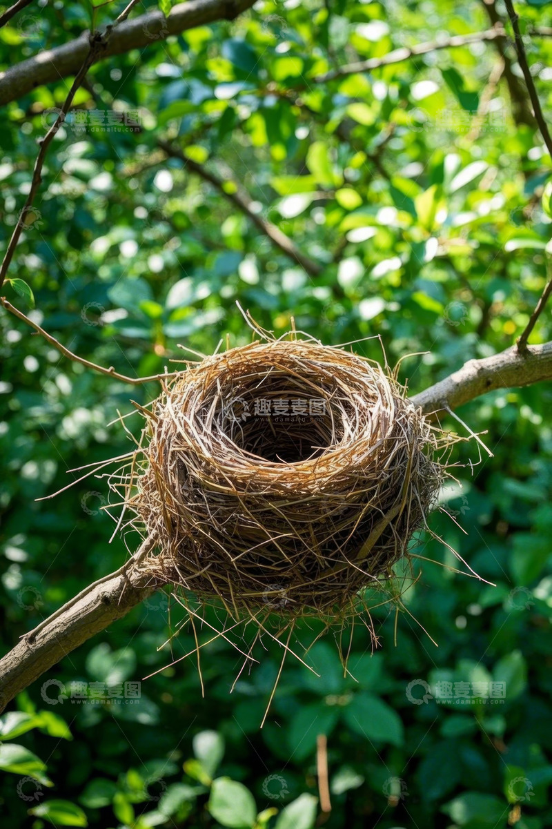高清大图下载【趣麦麦图】树枝上的鸟巢特写