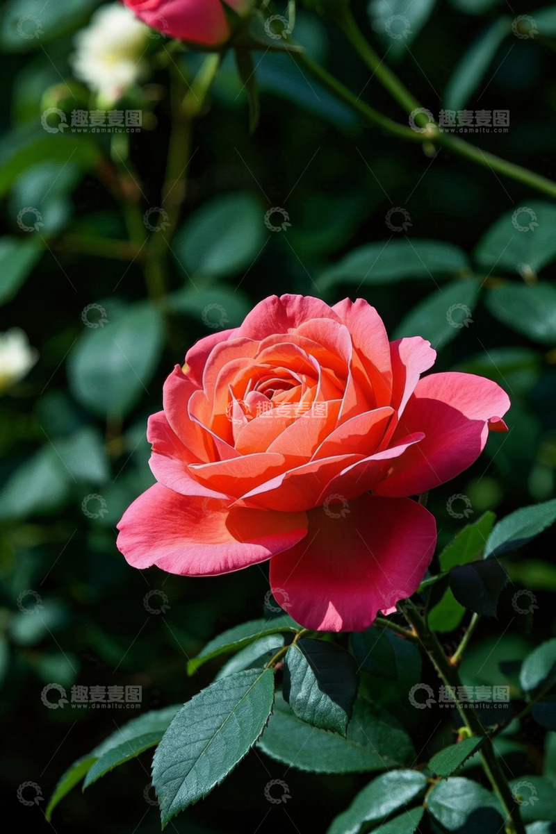 高清大图下载【趣麦麦图】娇艳盛开的粉色玫瑰