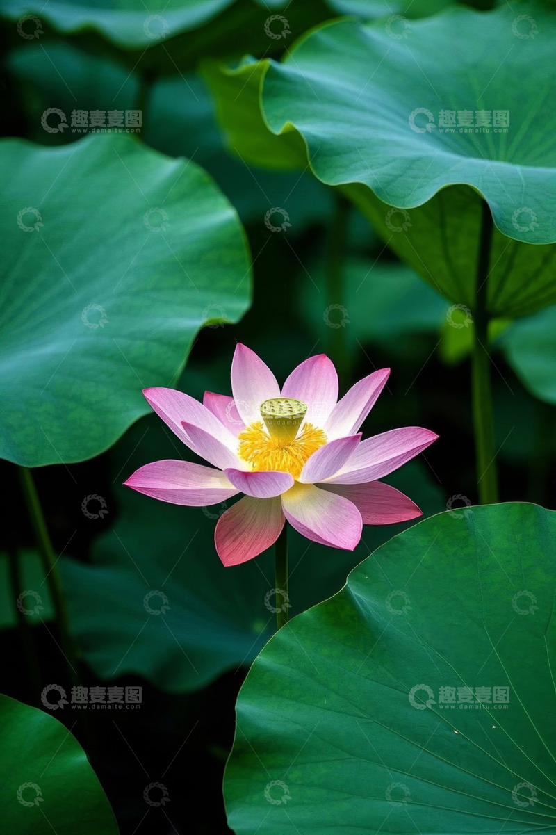 高清大图下载【趣麦麦图】粉色荷花与荷叶特写