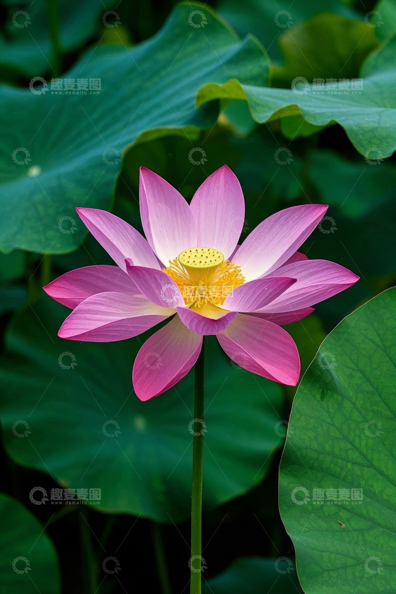 高清大图下载【趣麦麦图】盛开的粉色荷花与荷叶