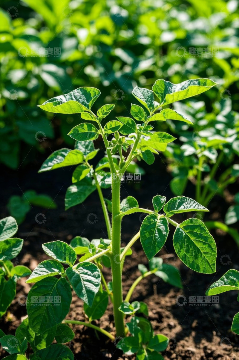 高清大图下载【趣麦麦图】农田里生长的绿色植物