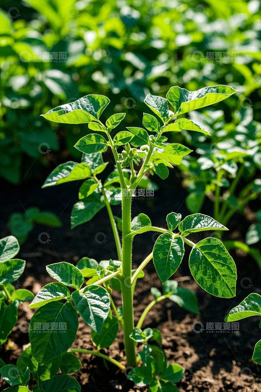 农田里生长的绿色植物