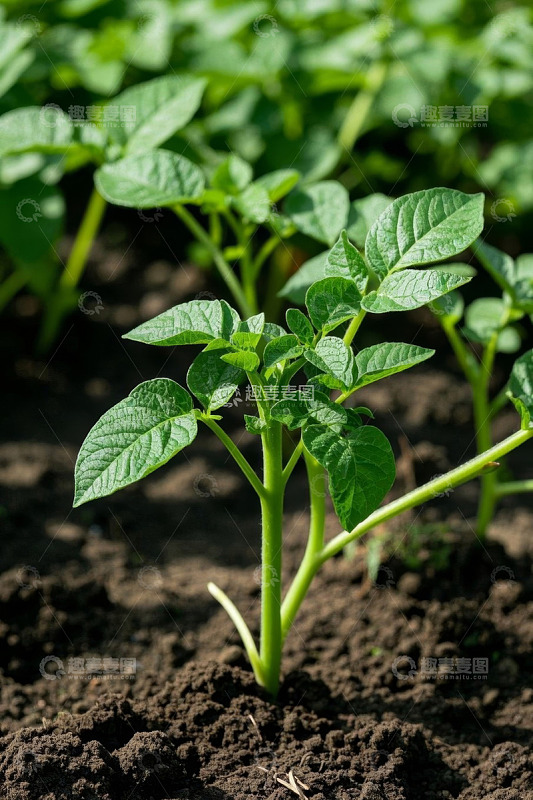 田间生长的绿色土豆植株