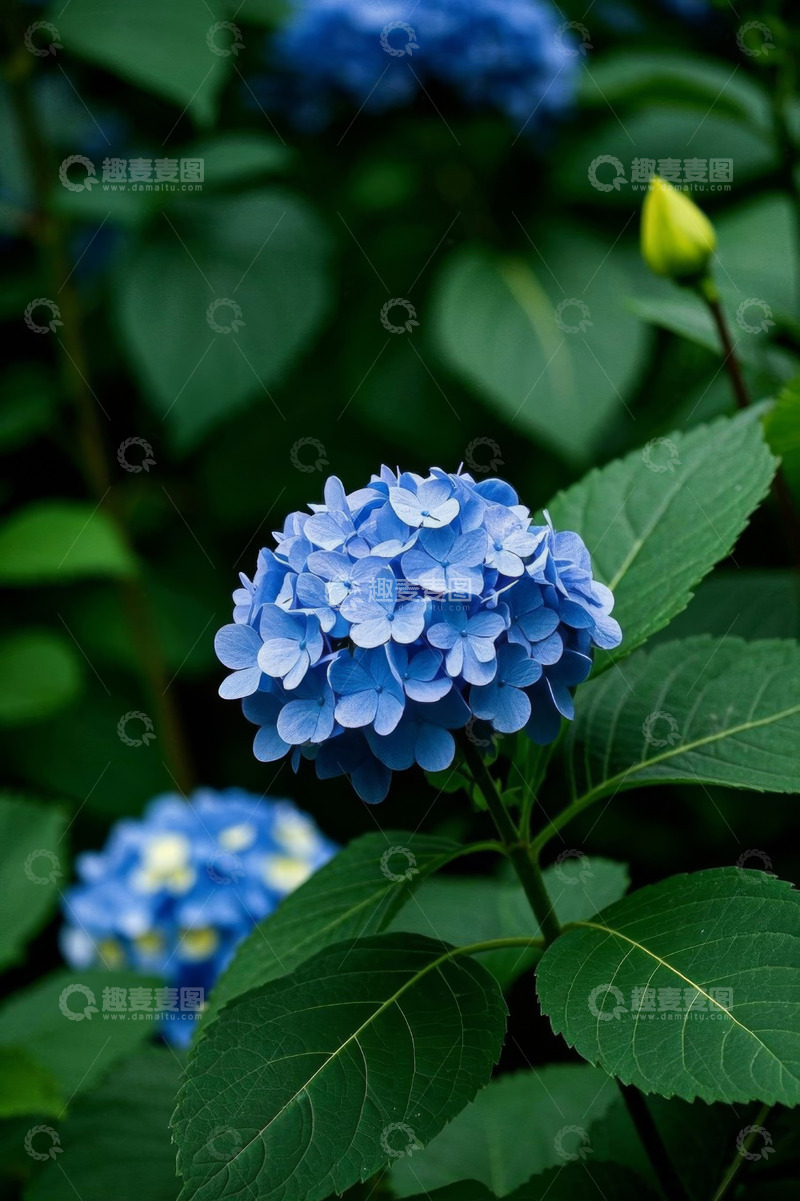 高清大图下载【趣麦麦图】蓝色绣球花特写