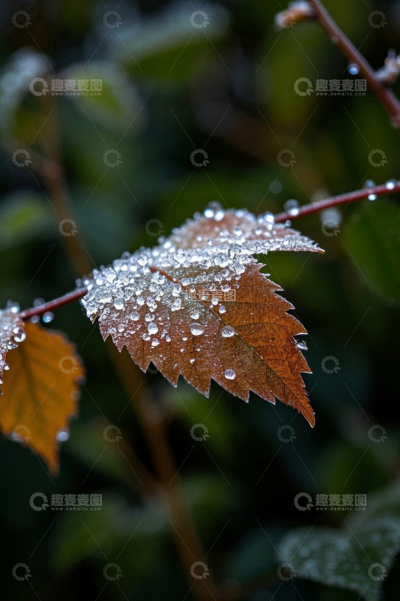 高清大图下载【趣麦麦图】带水珠的秋叶微距特写