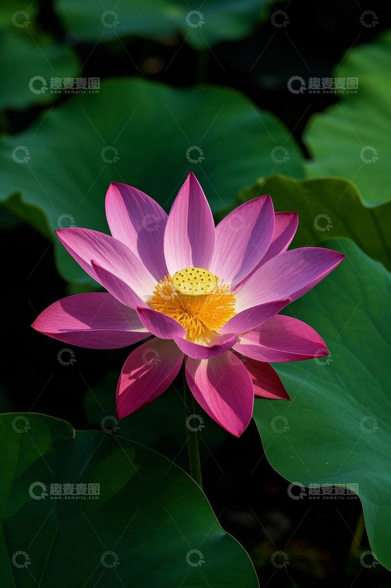 高清大图下载【趣麦麦图】盛开的粉色荷花与荷叶