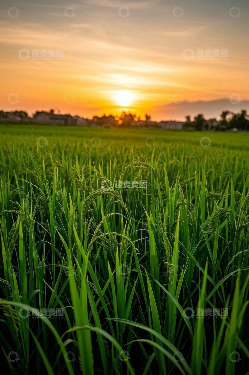 高清大图下载【趣麦麦图】夕阳下的绿色稻田景观