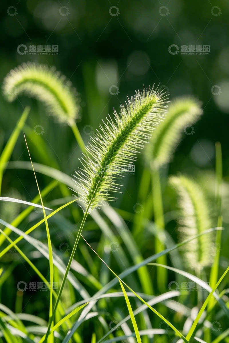高清大图下载【趣麦麦图】特写绿色狗尾巴草