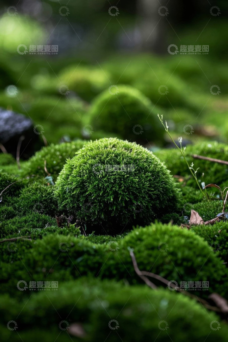 高清大图下载【趣麦麦图】绿色苔藓自然景观特写