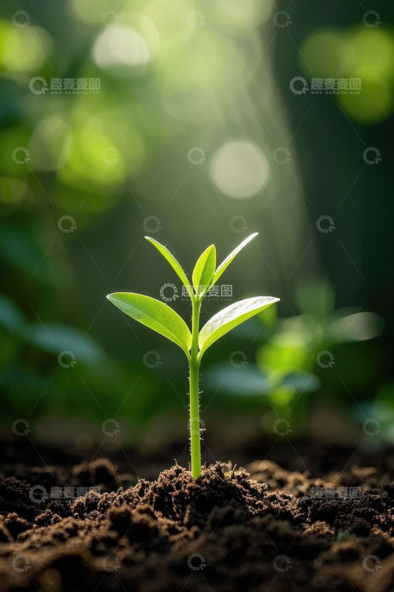高清大图下载【趣麦麦图】破土而出的嫩绿幼苗