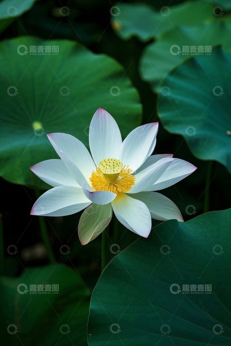 高清大图下载【趣麦麦图】盛开的荷花与荷叶特写